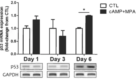 Figure  4.6  Analyse  des  niveaux  expressionnels  de  p53  par  RT -PCR  dans  les  mESC  aux  jours  1,  3  et  6  suite  au  traitement  in  vitro  de  décidualisation