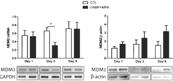 Figure 4.10  Analyse  des  niveaux  transcriptionnels  et  protéiques  de  MDM2  aux  jours 1, 3 et 6 suite au traitement  in vitro  de décidualisation