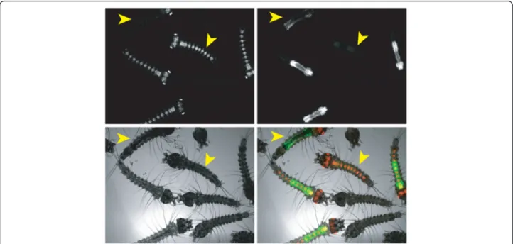 Figure 1 Sex-specific expression of the Dsx-GFP transgene. A mix of wild-type and heterozygous DSX first instar larvae observed under a fluorescence microscope with a 5x objective