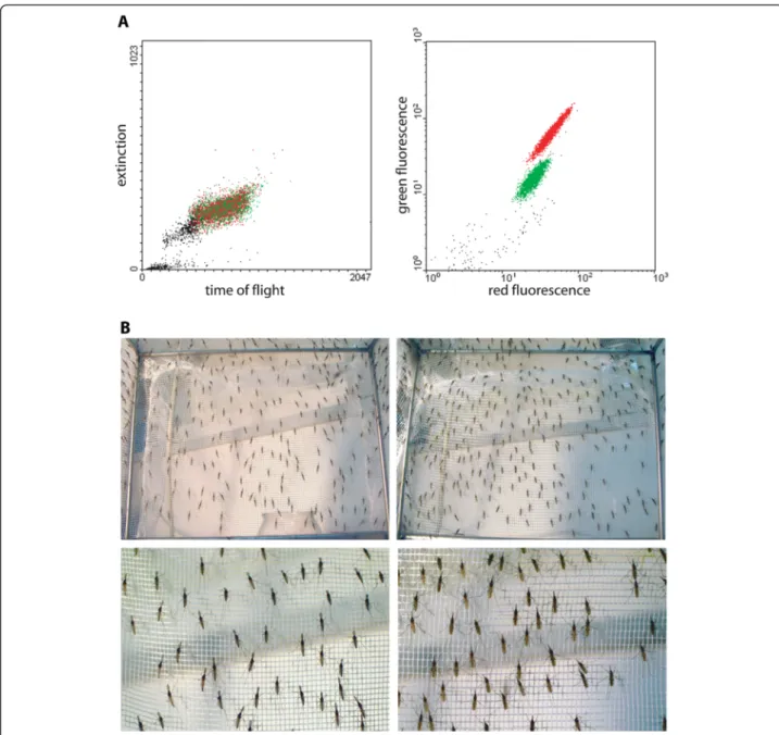 Figure 3 COPAS profile of the homozygous DSX strain and sexual selection. A. About 5,000 freshly hatched larvae of the homozygous DSX line were subjected to COPAS analysis and sorting