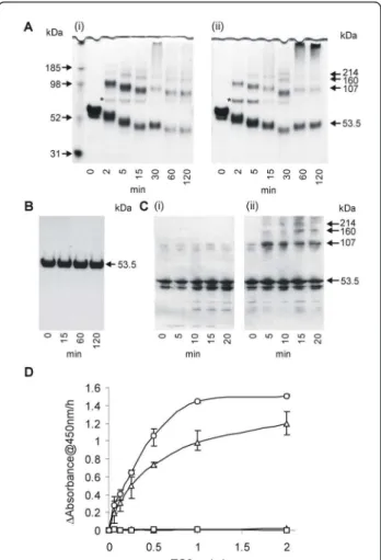 Figure 2 Assessment of LSA-NRC cross-linking by TG2. A. SDS PAGE analysis of LSA-NRC samples after various times of incubation with 100 μg/ml of either gpTG2 (i) or hTG2 (ii)