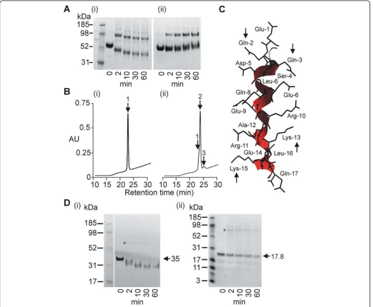 Figure 3 Analysis of cross-linking site. A. PAGE analysis of LSA-NRC TG2-cross-linking in the absence (i) or presence (ii) of peptide corresponding to the major repeat sequence of LSA-1