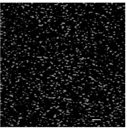 Figure 3: A sample image of a mica surface coated with fibronectin at about 1,400 molecules/µm 2 