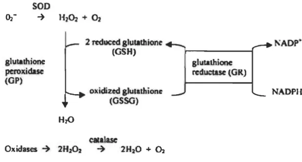 Figure 1.13  Mécanismes d'action des enzymes antioxydantes de la cellule [77]. 