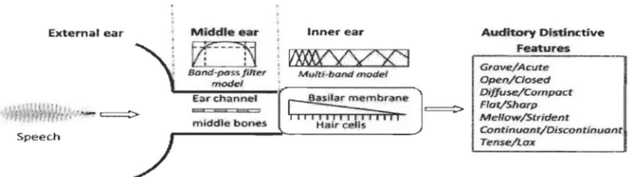 Figure 4-2:  Diagramme  du modèle  d'oreille  humain utilisé  qui  représente  les  trois  parties  de  l'oreille  :  l'oreille  externe,  l'oreille  moyenne  et  l' oreille  interne 