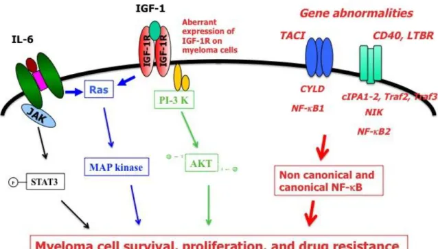 Figure :  The main gene abnormalities targeting NF-B pathway are displayed in red and  italic font