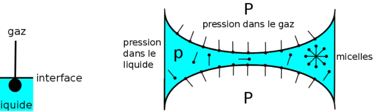 Figure 1.3 – À gauche : tensioactif au niveau d’une interface. Sa tête est hydrophile, tandis que sa queue est hydrophobe