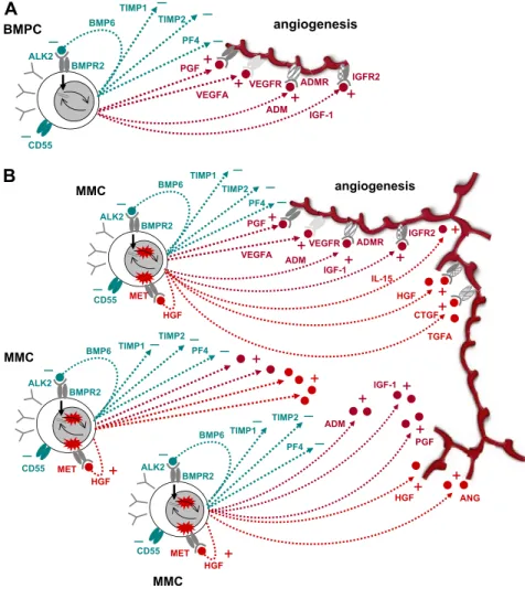 Figure 5. Schematic representation of findings.