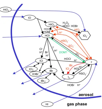 Fig. 1. Scheme of aqueous phase iodine chemistry as implemented in MISTRA. For reactions with + and − directions, only the  dom-inant direction is indicated for the conditions of our model  simu-lations where possible