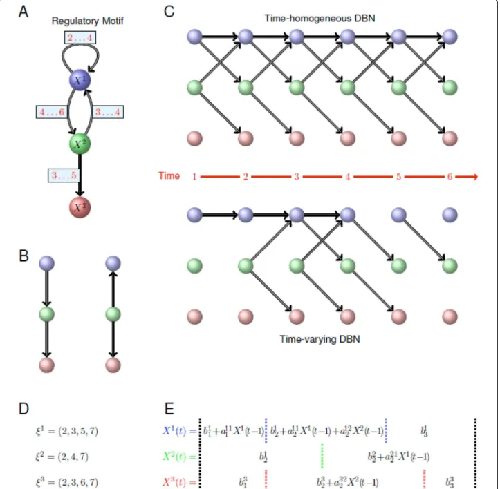 Figure 1 Illustration of the time-varying DBN formalism. (A) Regulatory motif among three genes that we wish to model