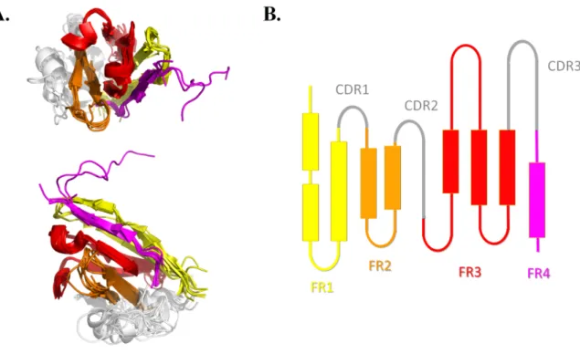 Figure 1. VHH topology.  A) Superimposition of 10 representative VHH structures with two  orientations