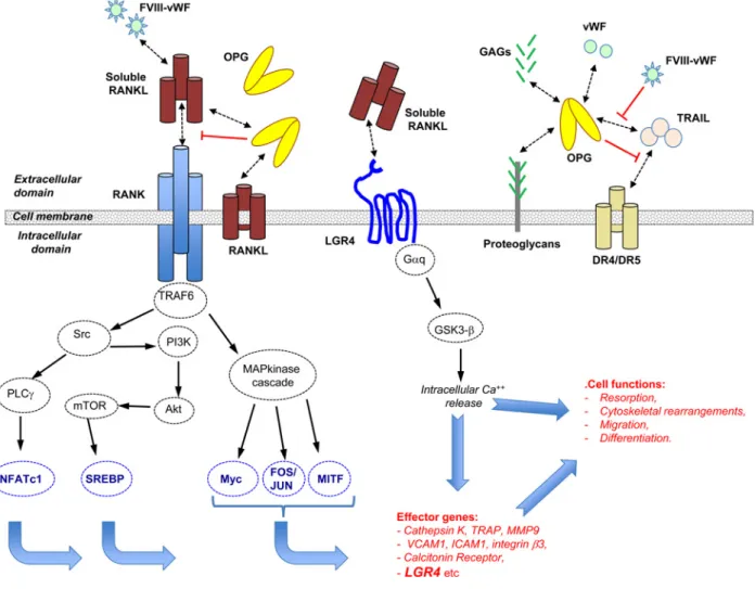 Figure 1 RANK/RANKL signalling in cancer cells: a very complex molecular network