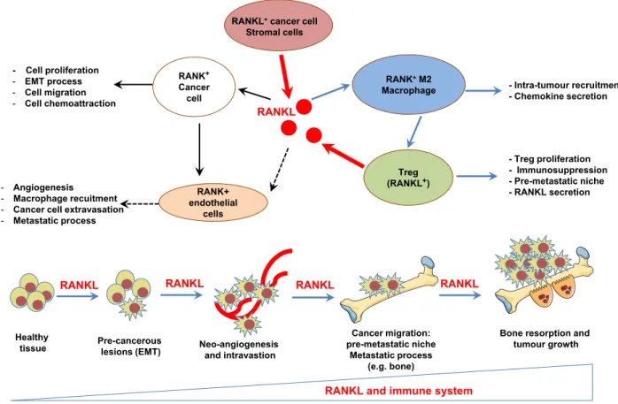 Figure 2 RANK/RANKL is involved in each stage of cancer development: from pre-cancerous lesions to the establishment of metastases