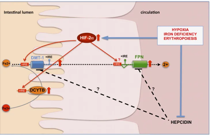 Figure 1. HIF-2 transcriptionally regulates the expression of key genes involved in iron transport