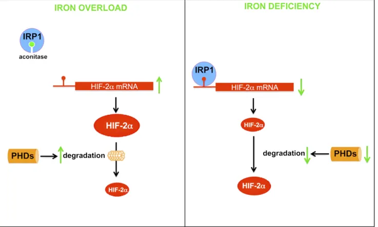 Figure 2. Schematic of HIF-2 regulation in response to cellular iron deficiency and overload in duodenal enterocytes