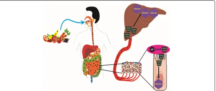 Fig. 7 Schematic summary of the molecular mechanism behind gut microbiome mediated OP-induced glucose intolerance