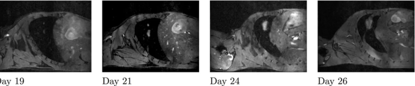 Fig 4. Metastases merging. From left to right: Sagittal slices of the lungs from day 19 until day 26 for the same mouse