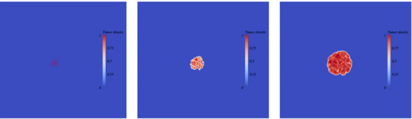 Fig 7. Simulation of multiple metastatic foci merging (with spatial interactions). From left to right: time course of merging metastatic germs