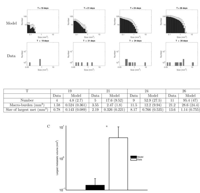 Fig 3. Time course of the macro-metastases size distribution: standard model versus observations