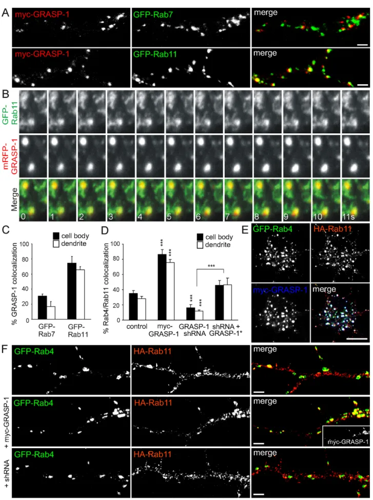 Figure 9. GRASP-1 couples Rab4 and Rab11 domains. (A) Representative images of dendrites of hippocampal neurons cotransfected at DIV13 for 4 d with myc-GRASP-1 and either GFP-tagged Rab7 or Rab11 and labeled with anti-myc (red)