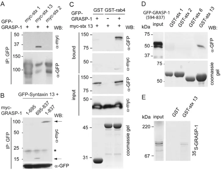 Figure 10. Syntaxin 13 interacts with the C-terminal domain of GRASP-1. (A) Lysates of COS-7 cells cotransfected with GFP-GRASP-1 and myc-syntaxins were immunoprecipitated with anti-GFP antibody and analyzed by Western blot