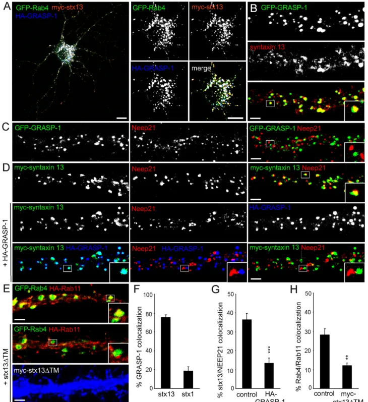 Figure 11. Syntaxin 13 coincides with GRASP-1 and segregates Rab4/Rab11 domains. (A) Representative image of hippocampal neuron triple transfected at DIV13 for 4 d with GFP-Rab4, HA-GRASP-1, and myc-syntaxin 13 and labeled with anti-HA (blue) or anti-myc (
