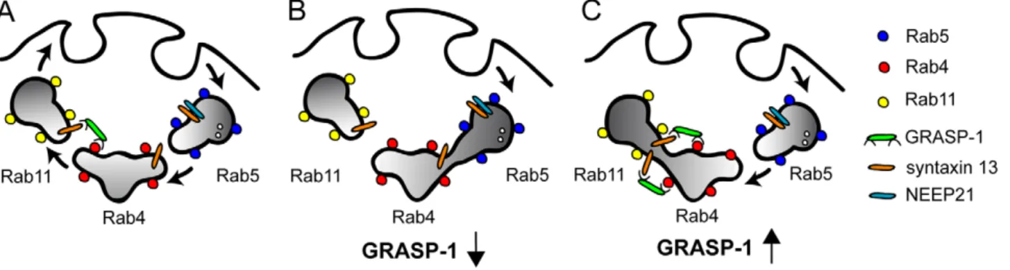 Figure 12. Model for the role of GRASP-1 in endosome recycling. Endosomes can be viewed as mosaic distribution of Rab4, Rab5, and Rab11 domains that dynamically interact via effector proteins and SNAREs