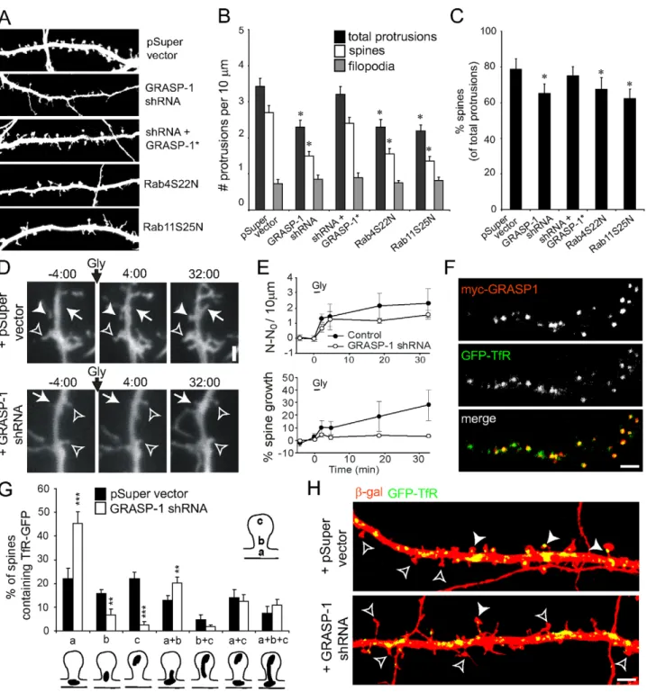 Figure 5. GRASP-1 is required for the maintenance of dendritic spines. (A) Representative high magnification images of dendrites of hippocampal neurons co-transfected at DIV13 for 4 d with b-galactosidase (to mark the dendrites), and either pSuper, pSuper-