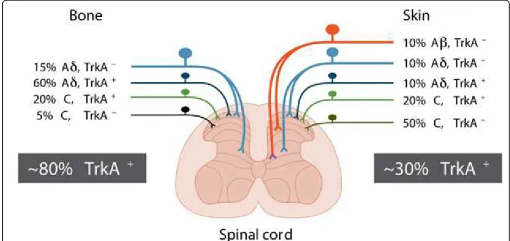 Figure 1 Most sensory nerve fibers that innervate the bone express TrkA whereas fewer than 30% of the nerve fibers that innervate the skin express TrkA