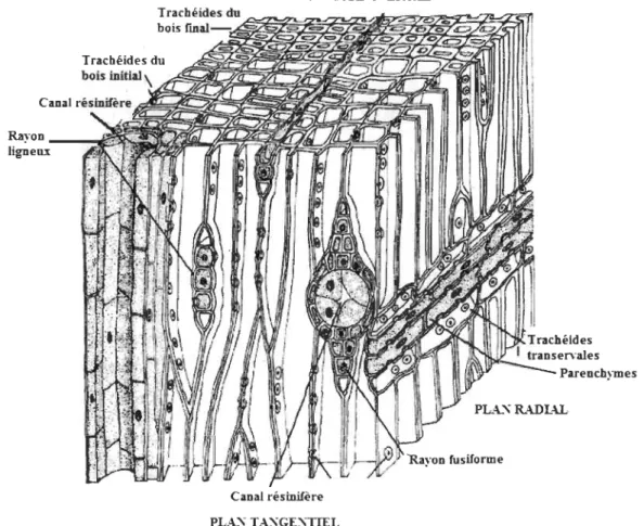 Figure 1.3  Structure  microscopique d'un  bois de résineux  16]. 