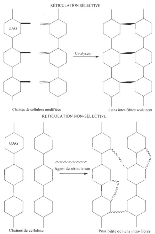 Figure 1.14  Réticulation sélective et non sélective des fibres. 