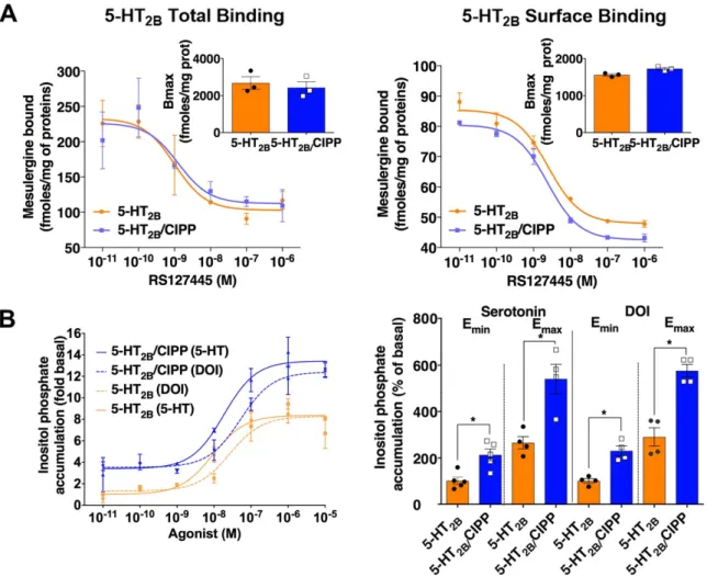 Figure 2 - Impact of CIPP on 5-HT 2B  receptor expression and signaling. (A) Impact of CIPP  on total and cell surface 5-HT 2B  receptor expression in COS-7 cells