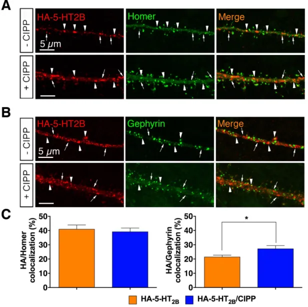 Figure 4 - Contribution of CIPP to 5-HT 2B  receptor distribution at excitatory and inhibitory  synapses