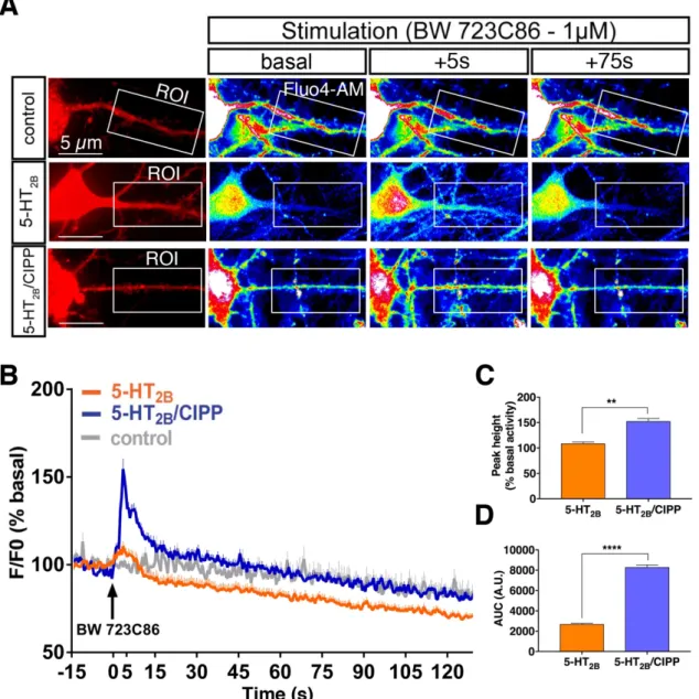 Figure  6  -  Effect  of  CIPP  on  5-HT 2B   receptor-operated  calcium  signaling  in  hippocampal  neurons