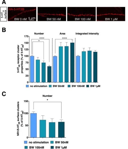 Fig. S2 Dose response effect of BW723C86 agonist on 5-HT 2B  receptor membrane clusters