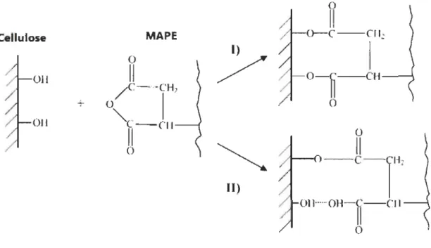Figure 2.1  Interaction de la cellulose envers le polyéthylène maléaté 