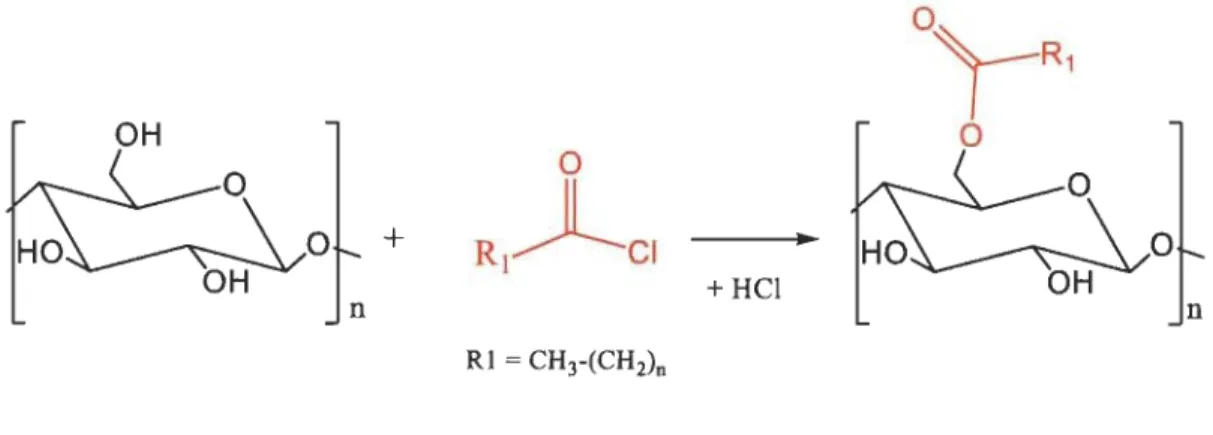 Figure 2.8  Acylation de la cellulose par un chlorure d'acide 