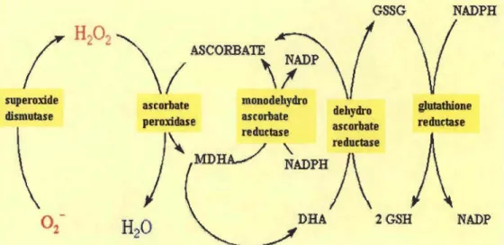 Figure 2.5  Cycle  Halliwell-Asada  de  détoxification  du  superoxyde  par  l'ascorbate  peroxydase (Davey  et al
