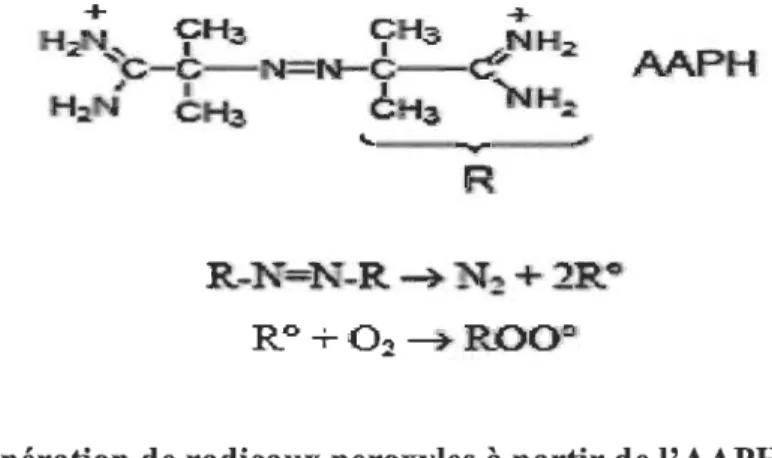 Figure 2.9  Génération de radicaux peroxyles  à  partir de l'AAPH. 