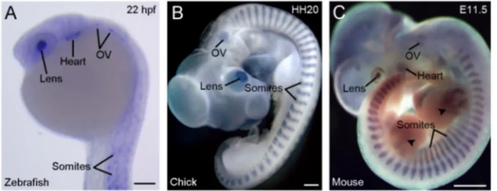 Figure 2. Conserved and restricted expression patterns of Rbm24 in vertebrate embryos