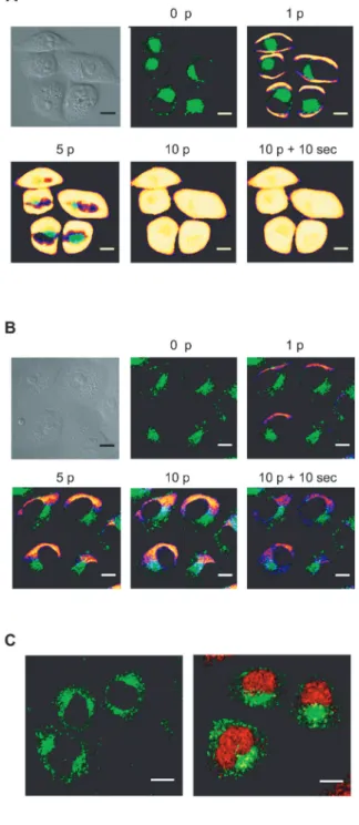 Figure 1. Determination of optimum electric parameters on HeLa  cells. Cells in suspension (A) or in adherence (B) were pulsed  (10pulses of 5ms duration at 1Hz) with increasing field intensity  (E in kV/cm)