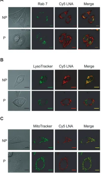 Figure 4. Sub-cellular distribution of Cy5-LNA/DNA oligomer  at 24hr. A. Plated HeLa GFP-Rab7 cells were pulsed (P) (0.3kV/