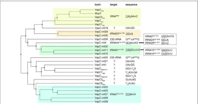 FIGURE 4 | VapC toxins and their specificity of RNA cleavage. VapC protein sequences were aligned and an average distance tree was build (BLOSUM 62, JalView) (Waterhouse et al., 2009)