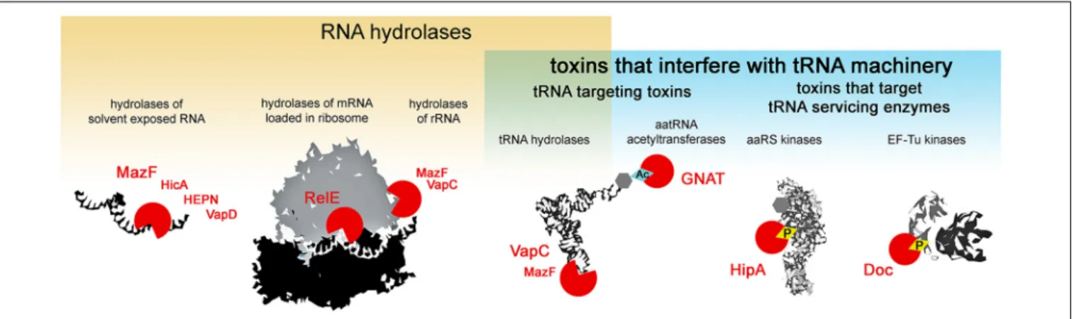 FIGURE 1 | Activities of type II TA toxins. Cellular targets of the toxins are depicted in black and white; toxins are depicted as red circles – open circles for toxins hydrolyzing chemical bonds, circles with diamond for toxins transferring chemical group