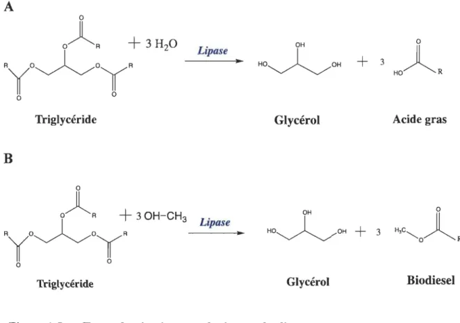 Figure 1.5  Types de réactions catalysées par les lipases. 