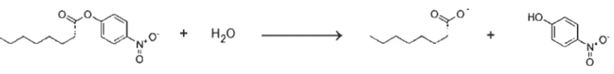 Figure 1.10  Réaction de catalyse à  partir des para-Nitrophényle esters. 