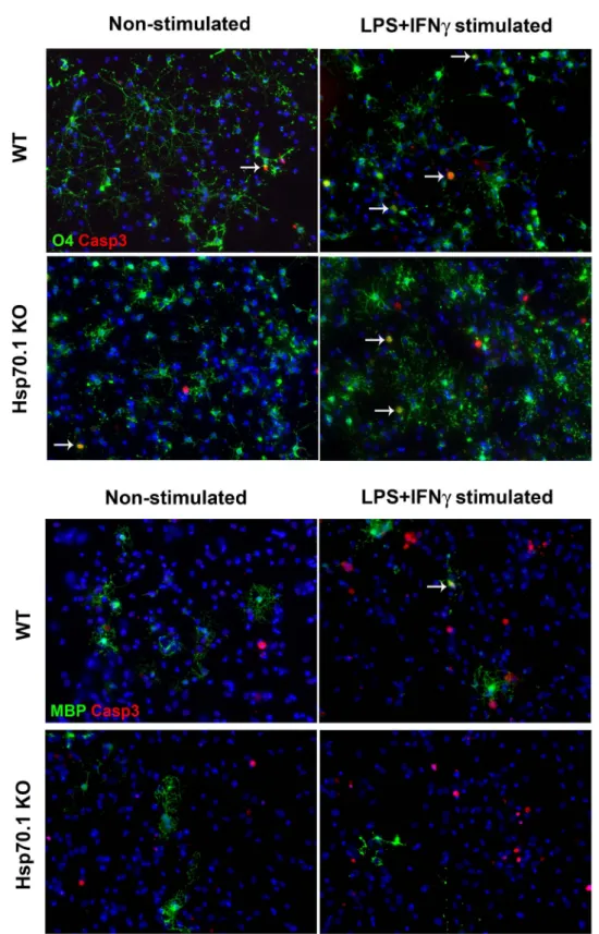 Figure 5. Apoptotic induction in CNS cell cultures. Apoptotic immunocytochemical detection in oligodendrocyte precursor cells (OPCs, O4+