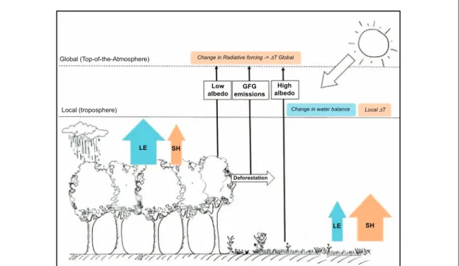 Figure 1. Schematic representation that illustrates the biophysical and biogeochemical effects of deforestation