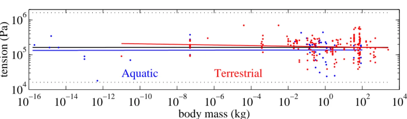 Figure 4. Specific tension used for locomotion versus cell or body mass for terrestrial (in red) and aquatic (in blue) species, and corresponding log-log regression lines, with the regression for all data plotted in black (σ = 10 5.21 × M 0.00 )