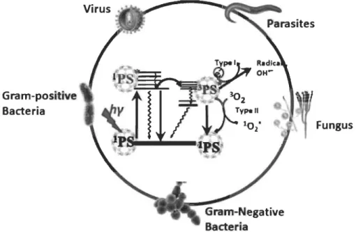 Figure 1.7  Diagramme  de  Jablonski  qui  montre  qu'on  peut  inactiver  de  manière  photodynarnique les agents pathogéniques 14 